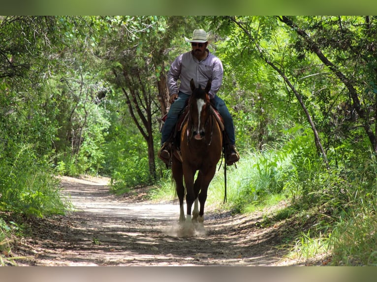 American Quarter Horse Ruin 9 Jaar Roodbruin in Stephenville Tx