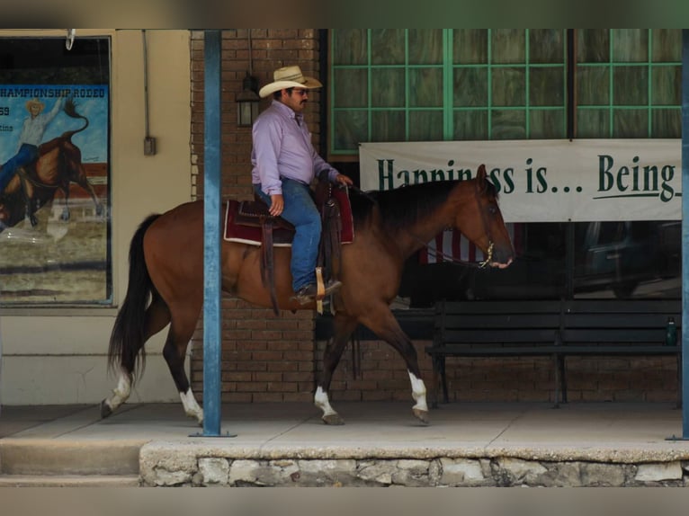 American Quarter Horse Ruin 9 Jaar Roodbruin in Stephenville Tx