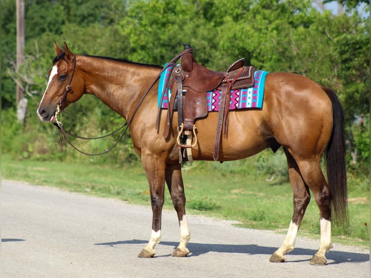 American Quarter Horse Ruin 9 Jaar Roodbruin in Stephenville Tx