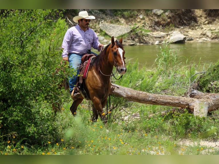 American Quarter Horse Ruin 9 Jaar Roodbruin in Stephenville Tx