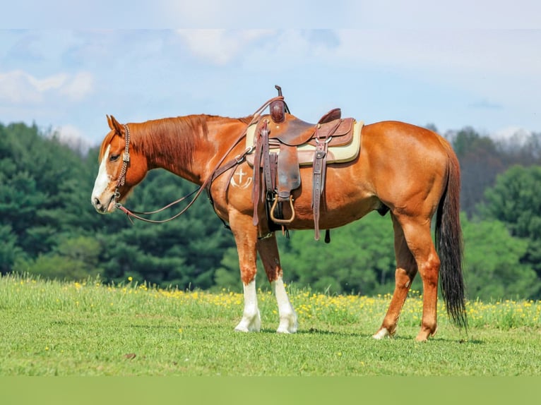 American Quarter Horse Ruin 9 Jaar Roodvos in Clarion