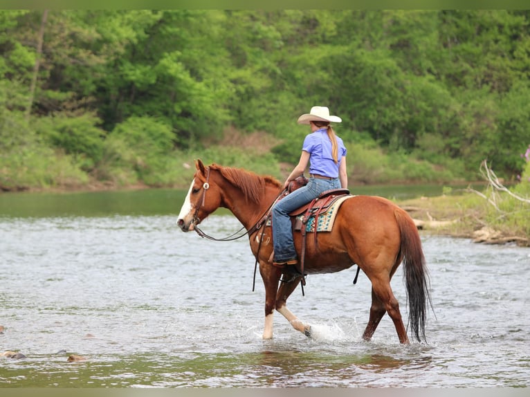 American Quarter Horse Ruin 9 Jaar Roodvos in Clarion