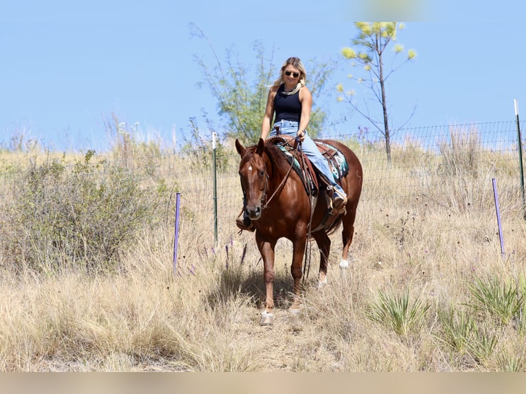 American Quarter Horse Ruin 9 Jaar Roodvos in Mineral Wells