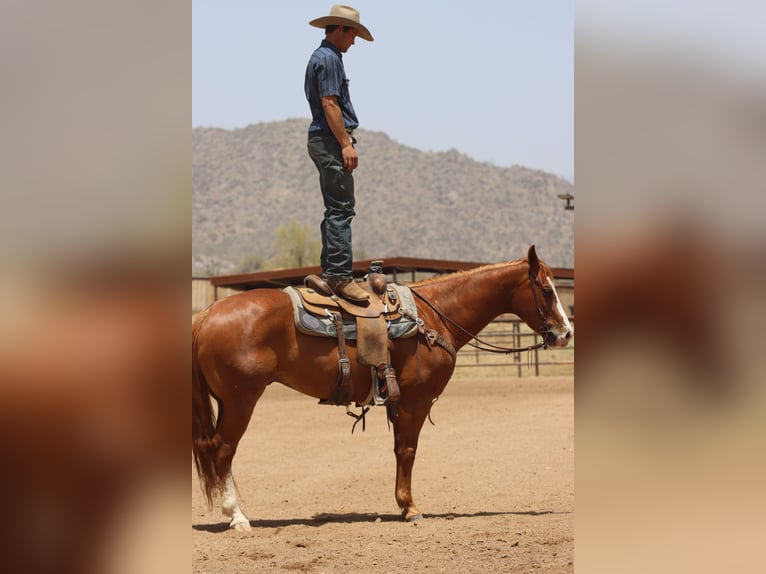 American Quarter Horse Ruin 9 Jaar Roodvos in Wickenburg