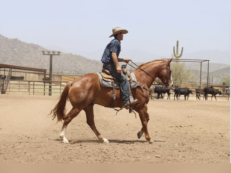 American Quarter Horse Ruin 9 Jaar Roodvos in Wickenburg