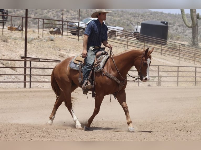 American Quarter Horse Ruin 9 Jaar Roodvos in Wickenburg