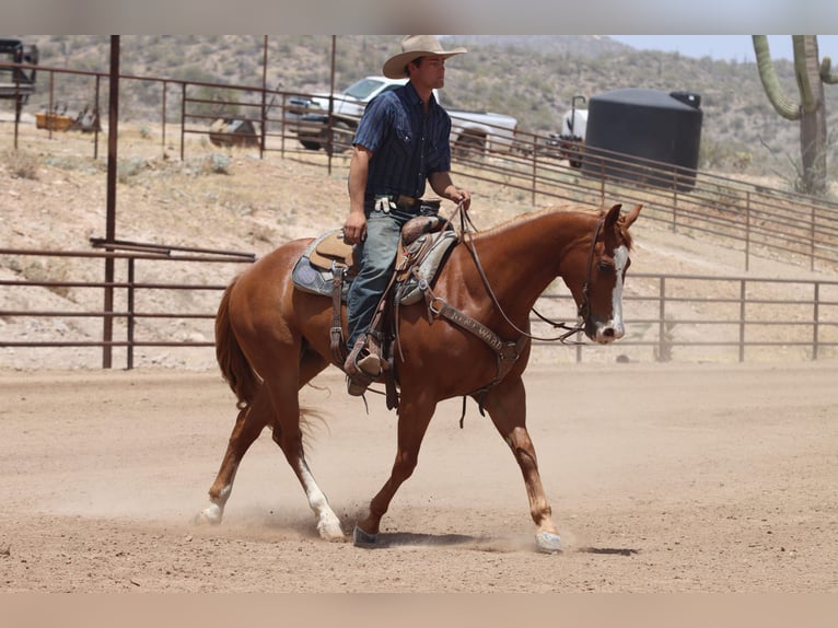 American Quarter Horse Ruin 9 Jaar Roodvos in Wickenburg