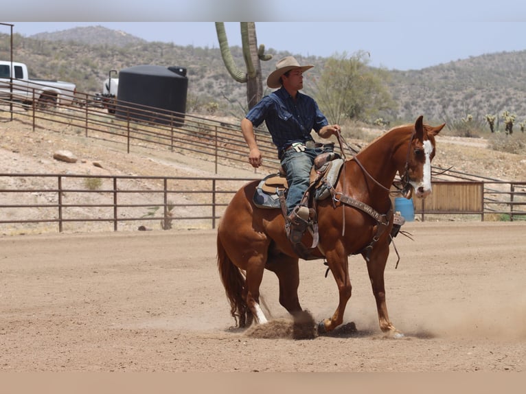 American Quarter Horse Ruin 9 Jaar Roodvos in Wickenburg