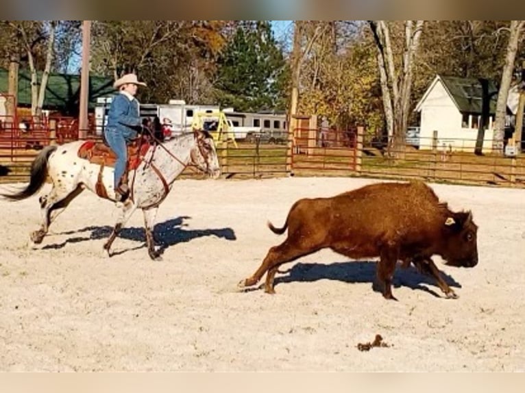 American Quarter Horse Ruin 9 Jaar Roodvos in Sonara Ky