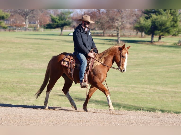 American Quarter Horse Ruin 9 Jaar Roodvos in Brooksville Ky