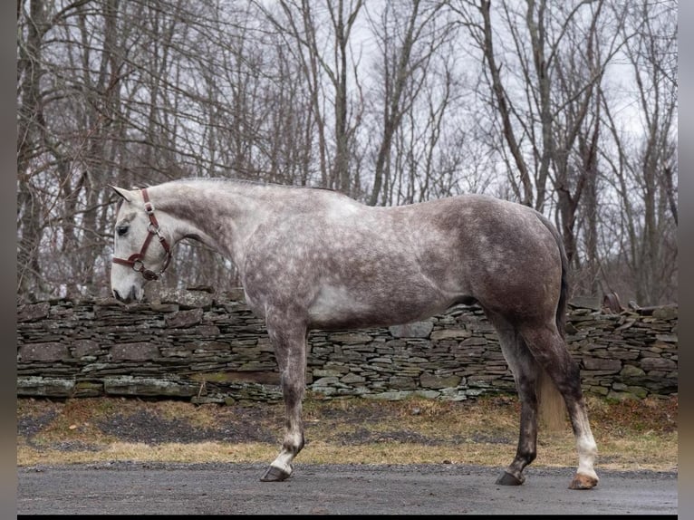 American Quarter Horse Ruin 9 Jaar Schimmel in Everett PA