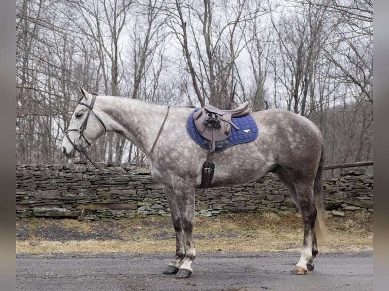 American Quarter Horse Ruin 9 Jaar Schimmel in Everett PA