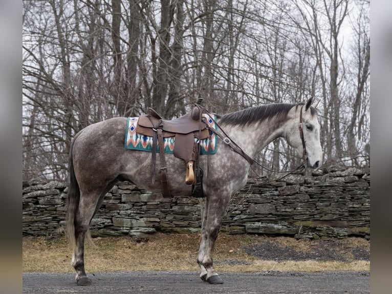 American Quarter Horse Ruin 9 Jaar Schimmel in Everett PA