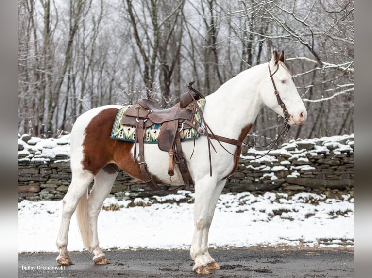 American Quarter Horse Ruin 9 Jaar Tobiano-alle-kleuren in Everette PA15537