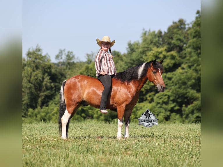 American Quarter Horse Ruin 9 Jaar Tobiano-alle-kleuren in Gladstone, NJ