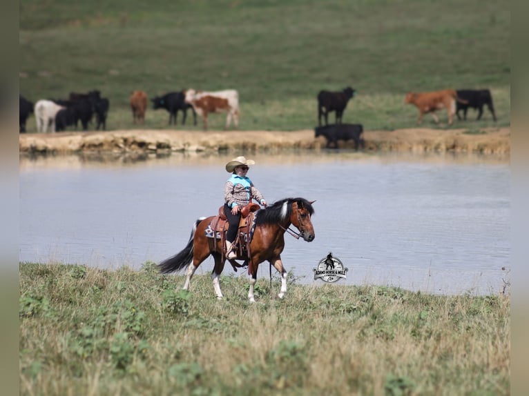 American Quarter Horse Ruin 9 Jaar Tobiano-alle-kleuren in Gladstone, NJ