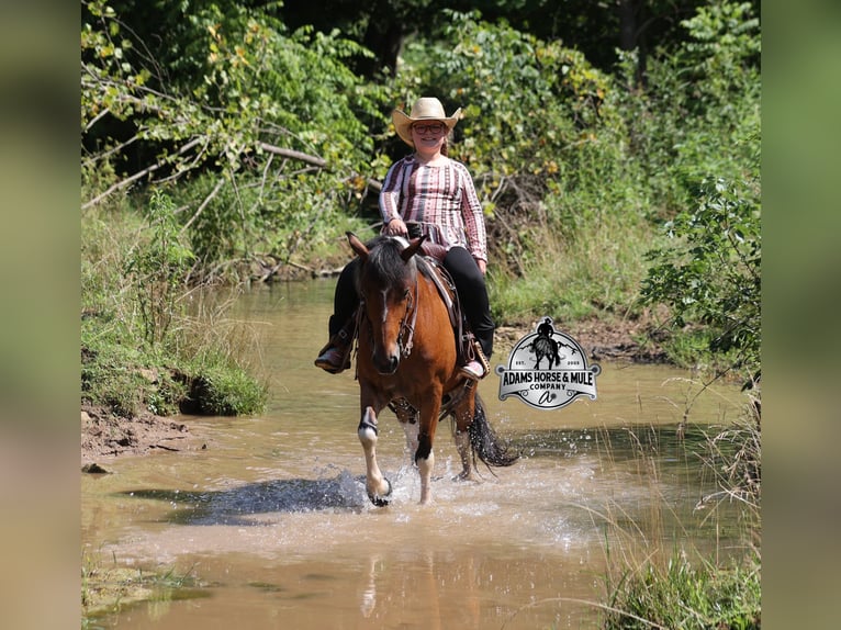 American Quarter Horse Ruin 9 Jaar Tobiano-alle-kleuren in Gladstone, NJ