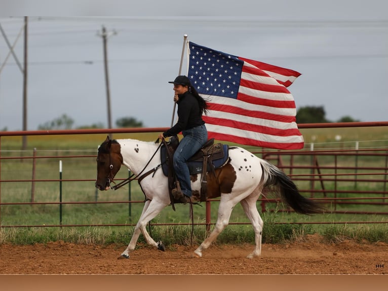 American Quarter Horse Ruin 9 Jaar Tobiano-alle-kleuren in Granbury TX