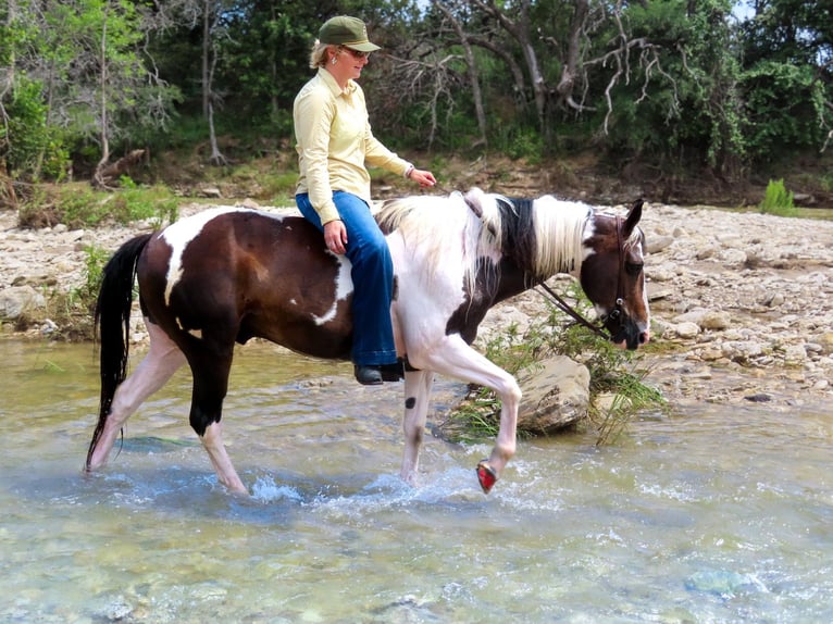 American Quarter Horse Ruin 9 Jaar Tobiano-alle-kleuren in Stephenville TX