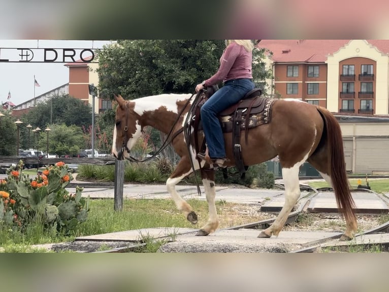 American Quarter Horse Ruin 9 Jaar Tobiano-alle-kleuren in Weatherford TX