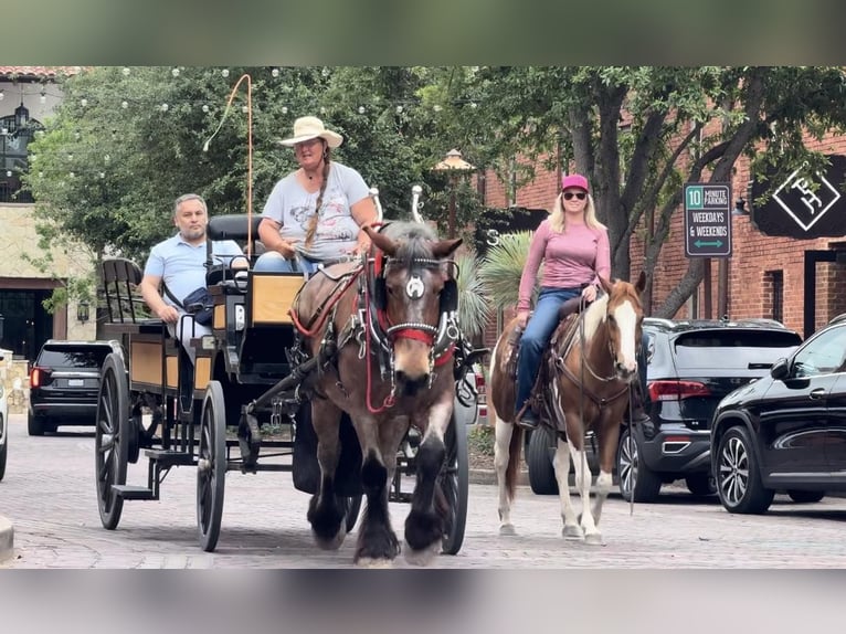 American Quarter Horse Ruin 9 Jaar Tobiano-alle-kleuren in Weatherford TX