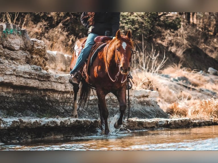 American Quarter Horse Ruin 9 Jaar in Stephenville TX