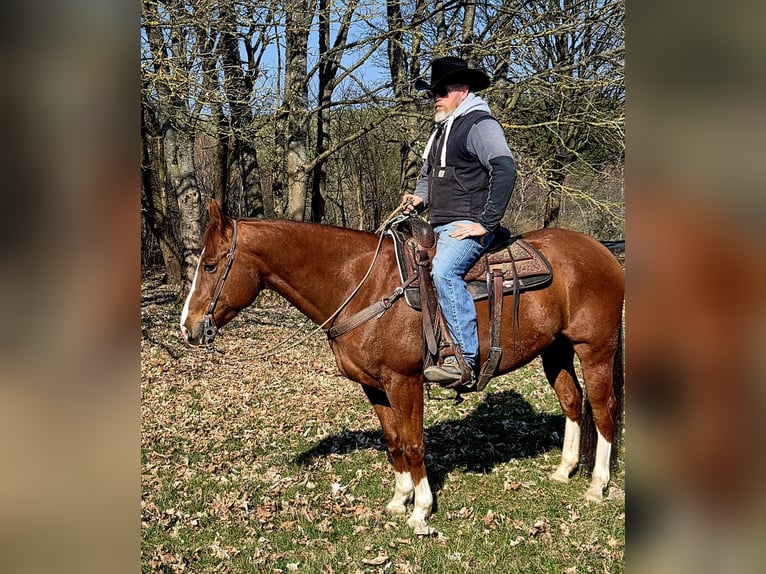 American Quarter Horse Ruin 9 Jaar Vos in Eichigt