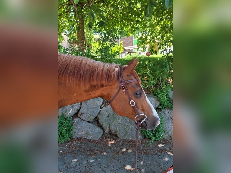 American Quarter Horse Ruin 9 Jaar Vos in Hosenruck