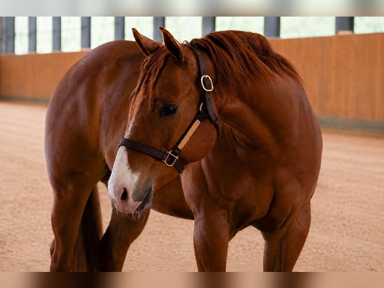 American Quarter Horse Ruin 9 Jaar Vos in WalsdorfWalsdorf