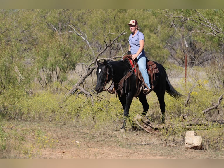 American Quarter Horse Ruin 9 Jaar Zwart in Breckenridge TX