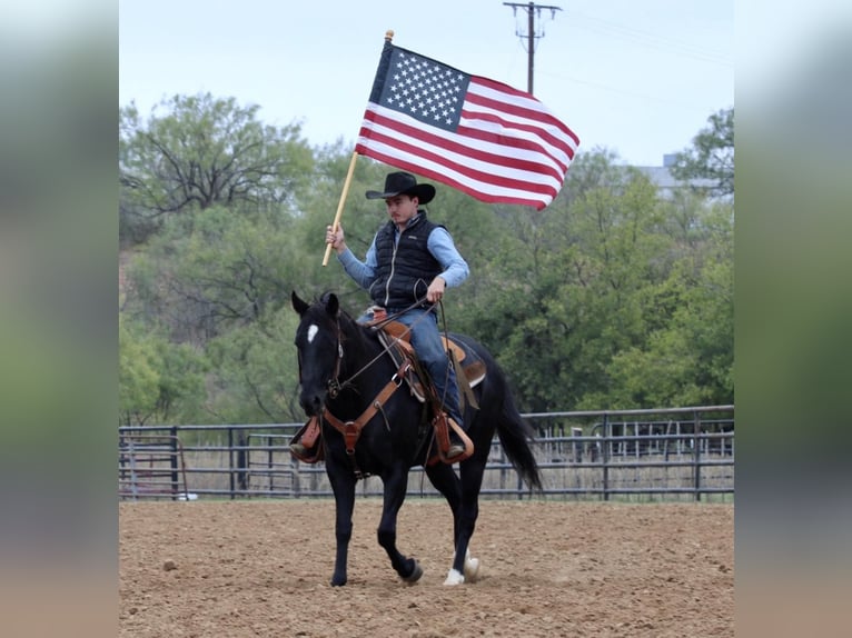 American Quarter Horse Ruin 9 Jaar Zwart in Breckenridge TX