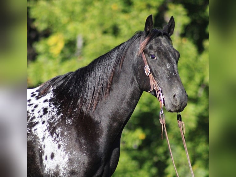 American Quarter Horse Ruin 9 Jaar Zwart in Brodhead KY