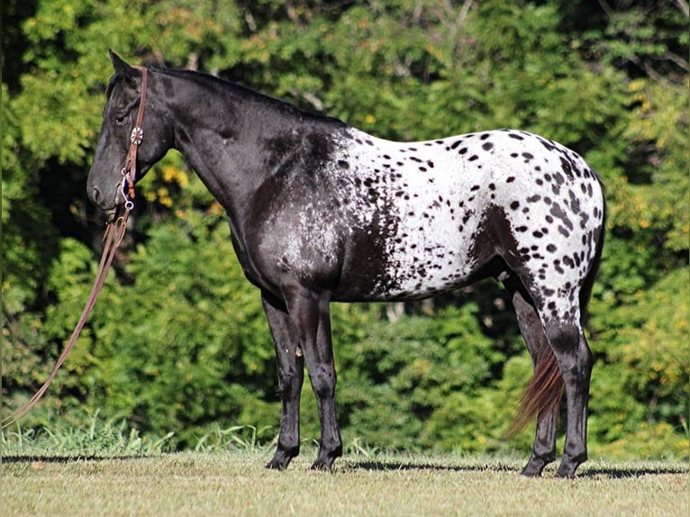 American Quarter Horse Ruin 9 Jaar Zwart in Brodhead KY