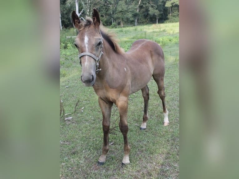 American Quarter Horse Ruin veulen (05/2024) 152 cm Schimmel in Poplarville