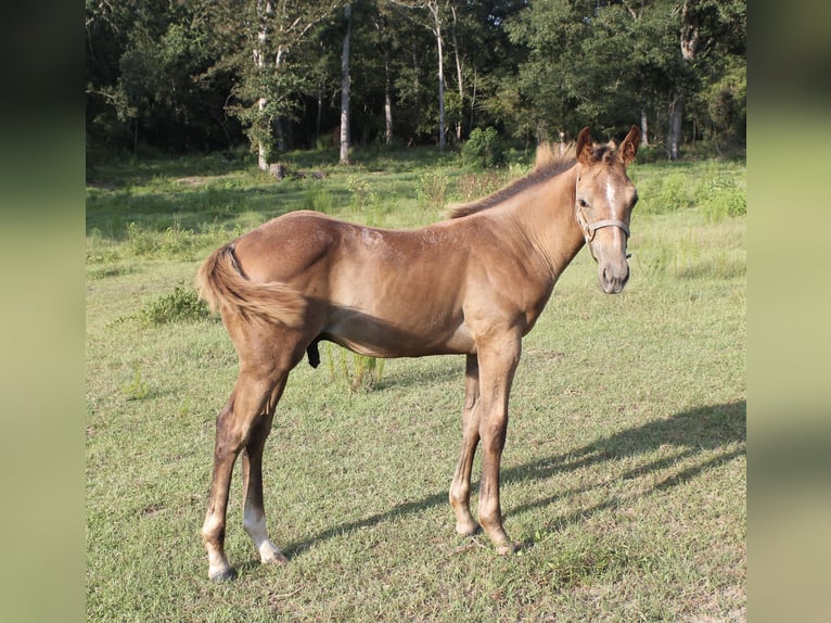 American Quarter Horse Ruin veulen (05/2024) 152 cm Schimmel in Poplarville