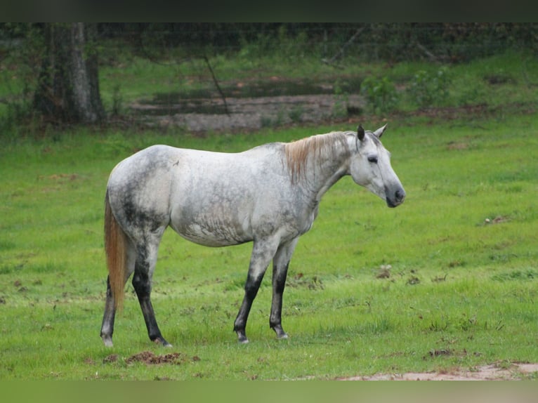 American Quarter Horse Ruin veulen (05/2024) 152 cm Schimmel in Poplarville