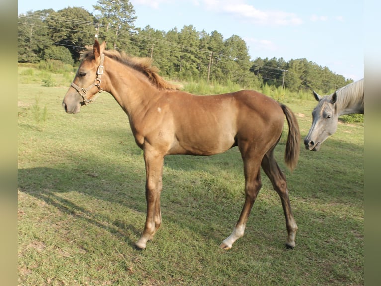 American Quarter Horse Ruin veulen (05/2024) 152 cm Schimmel in Poplarville