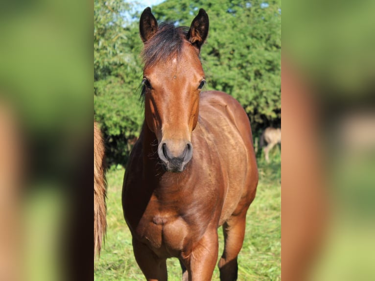 American Quarter Horse Stallion 10 years 14 hh Red Dun in Offenhausen