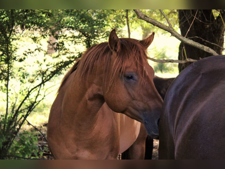 American Quarter Horse Stallion 10 years 14 hh Red Dun in Offenhausen