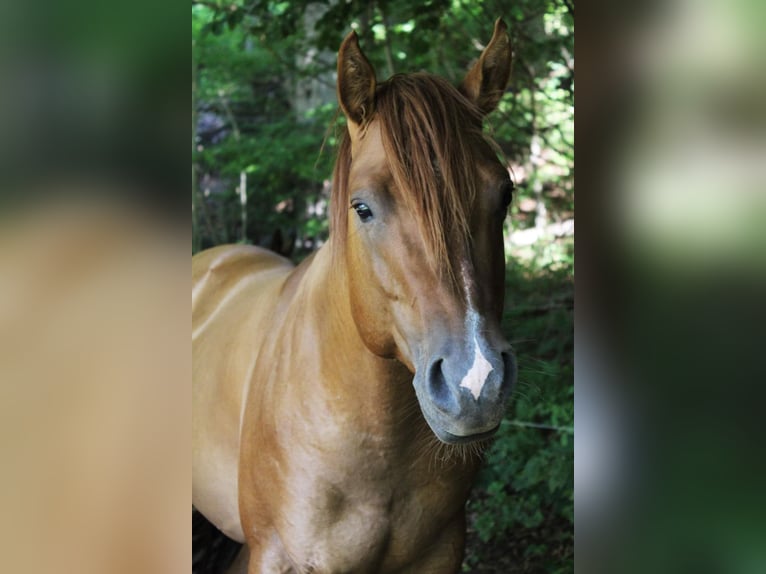 American Quarter Horse Stallion 10 years 14 hh Red Dun in Offenhausen