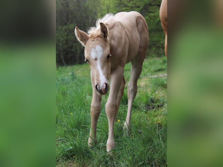 American Quarter Horse Stallion 10 years 14 hh Red Dun in Offenhausen