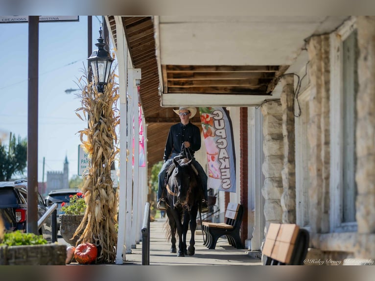 American Quarter Horse Stallion 10 years 14,2 hh Black in Auburn