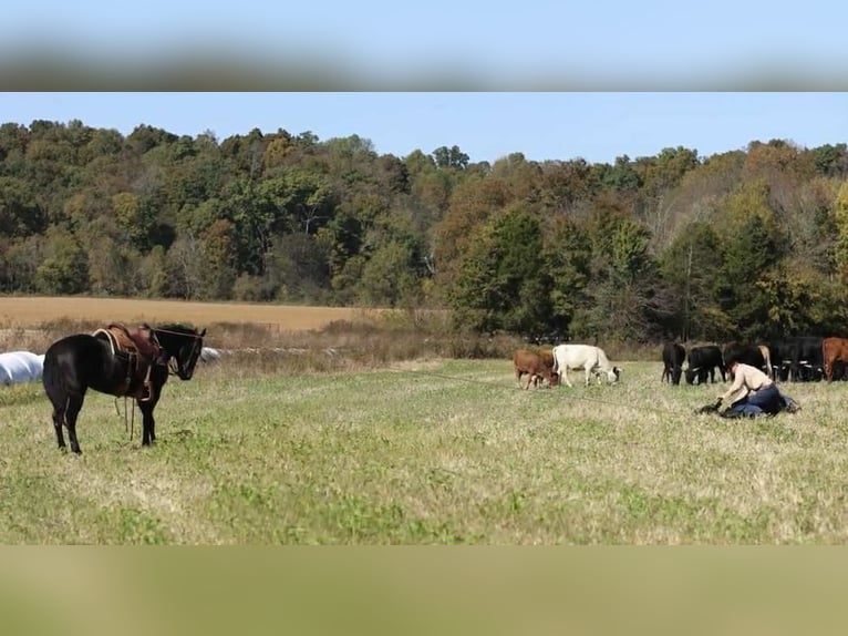 American Quarter Horse Stallion 10 years 14,2 hh Black in Auburn