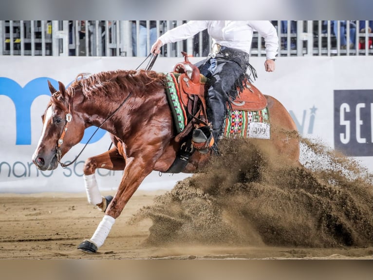 American Quarter Horse Stallion 10 years Chestnut-Red in Desenzano Del Garda