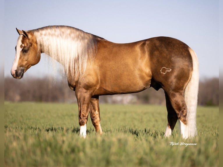 American Quarter Horse Stallion 11 years 15 hh in Ponder, TX