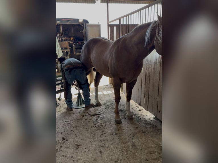 American Quarter Horse Stallion 11 years 15 hh in Ponder, TX