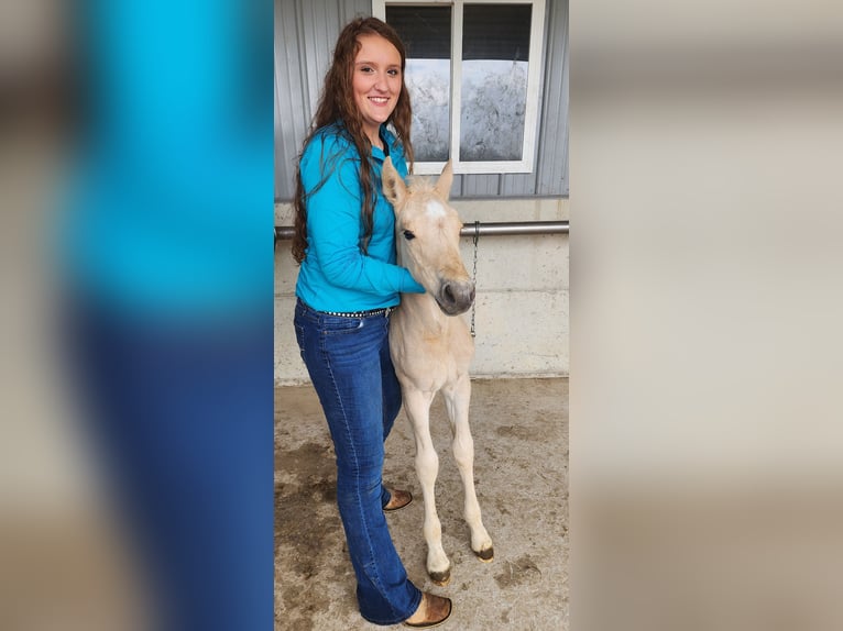 American Quarter Horse Stallion 11 years 15,1 hh Perlino in Camden, MI