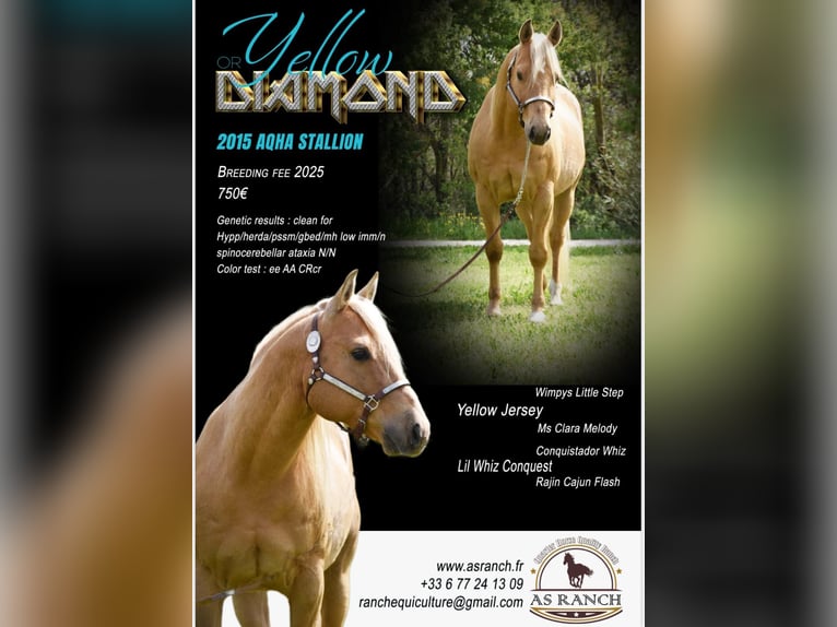 American Quarter Horse Stallion 11 years Palomino in Montmorillon