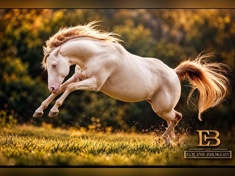 American Quarter Horse Stallion 12 years 14.2 hh Champagne in Steinsberg
