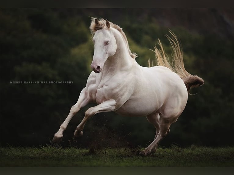 American Quarter Horse Stallion 12 years 14.3 hh Champagne in Weinähr